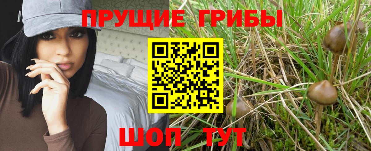 Псилоцибиновые грибы Psilocybe Березники